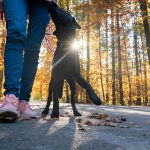 How to Train a Dog to Heel?